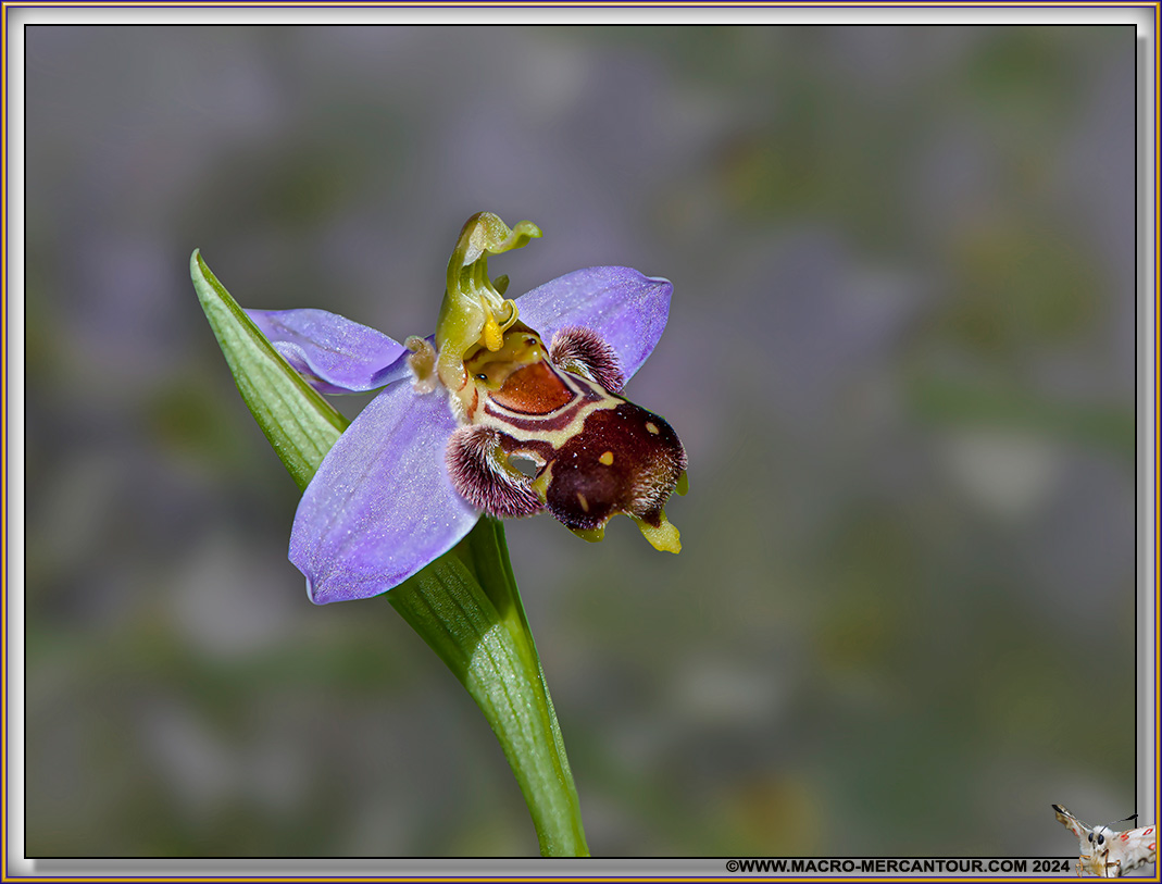 Ophrys Abeille